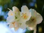 山梅花