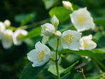 山梅花