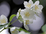 山梅花图片