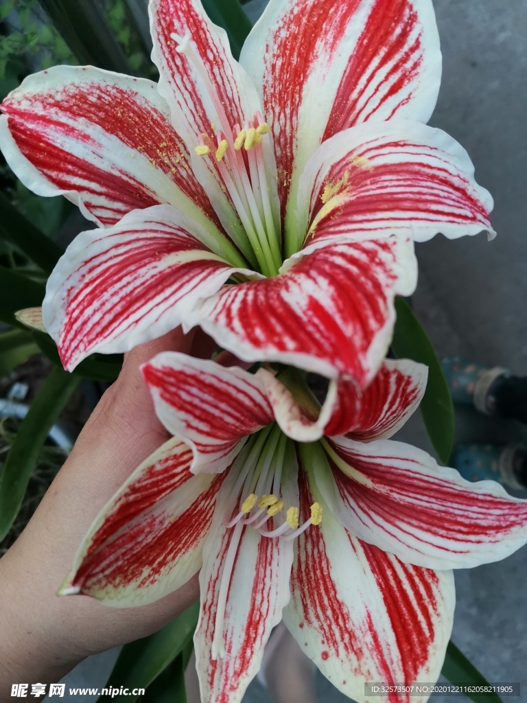 花