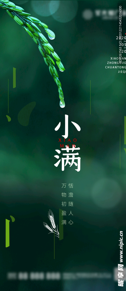 小满节气海报