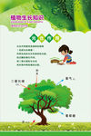植物生长知识 光合作用