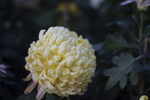 菊
