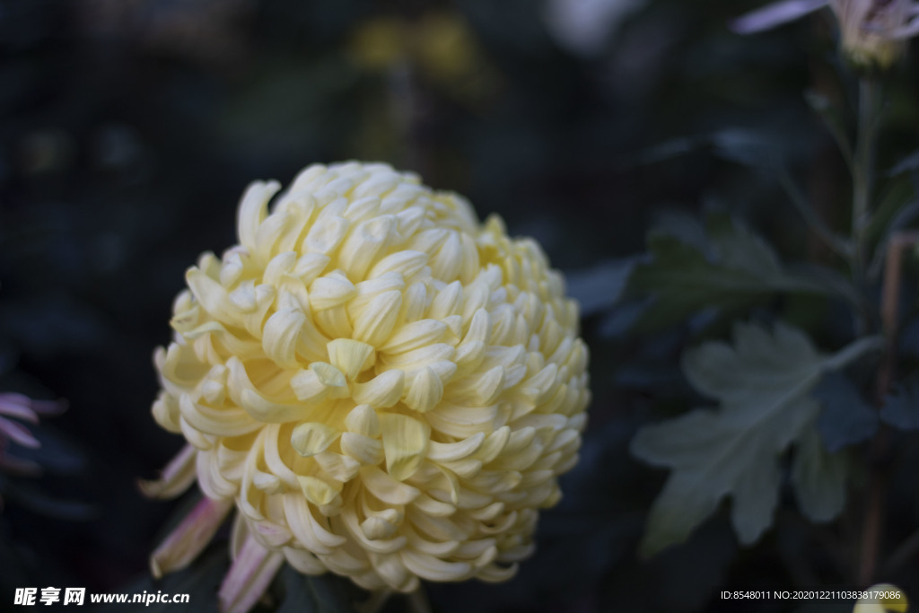 菊