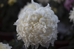 菊