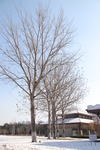 雪地里的树