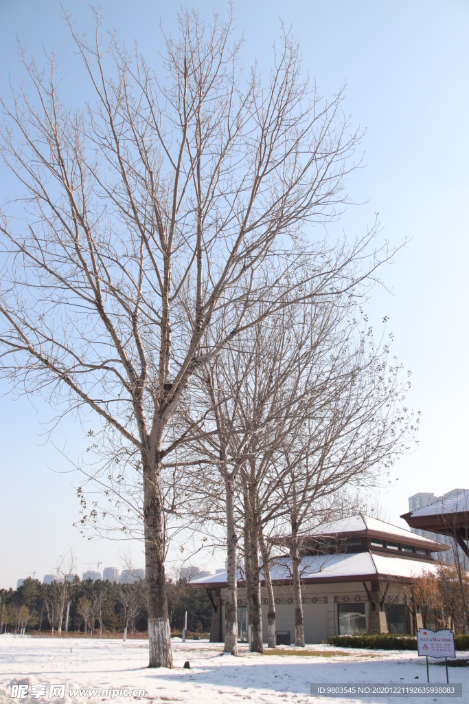 雪地里的树