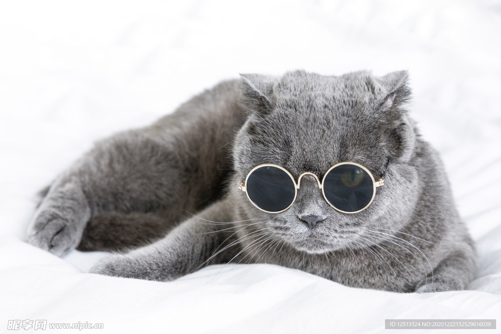 蓝猫