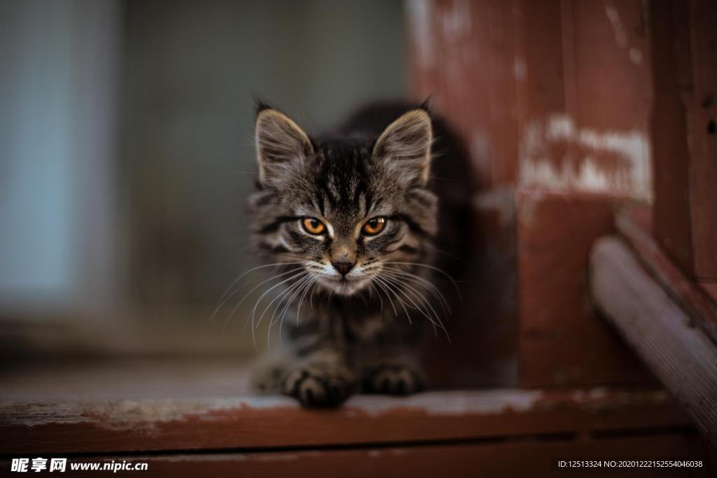 猫