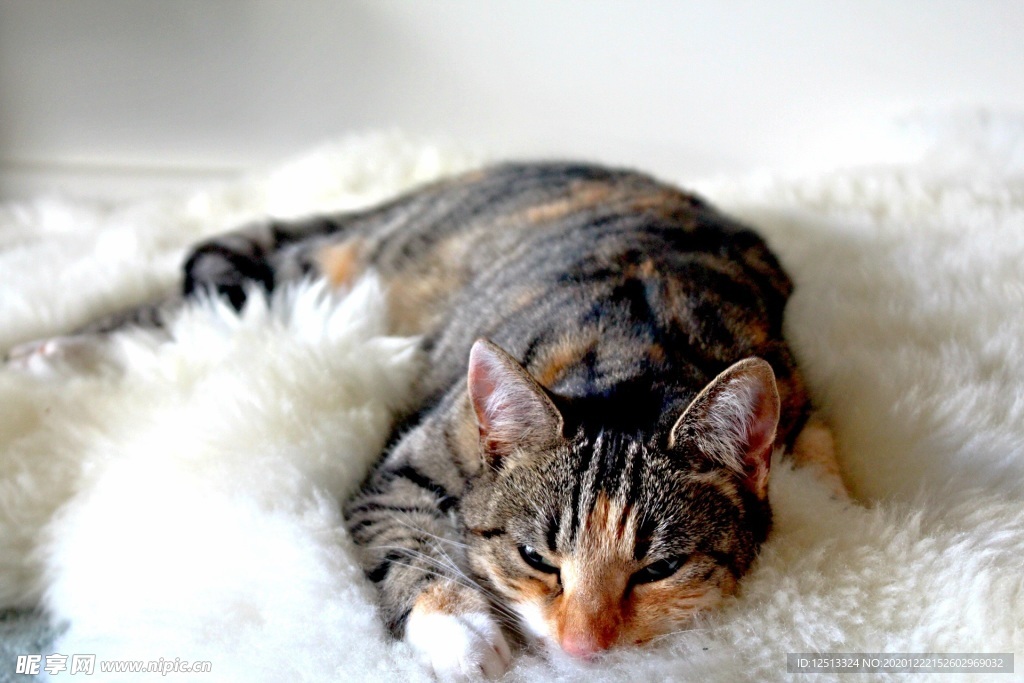 猫