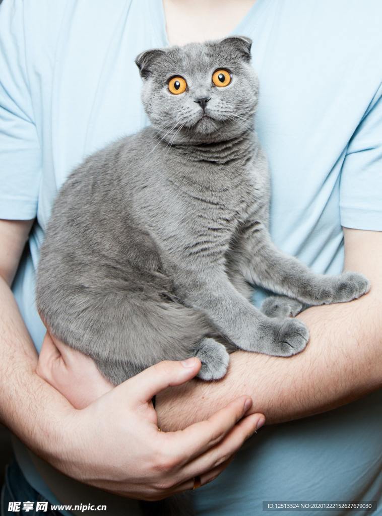 蓝猫