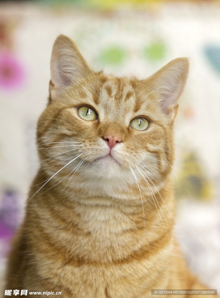 橘猫