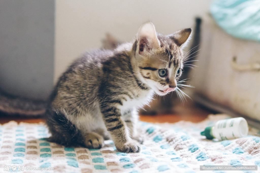 猫