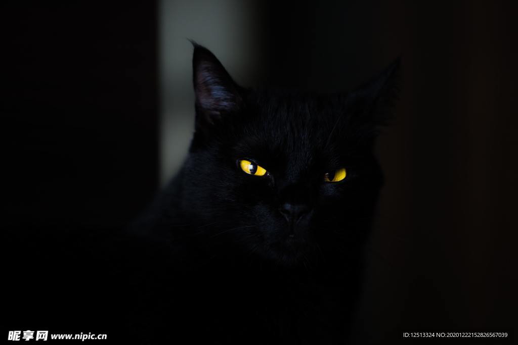 黑猫