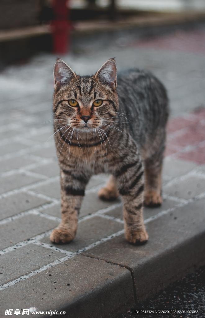 猫