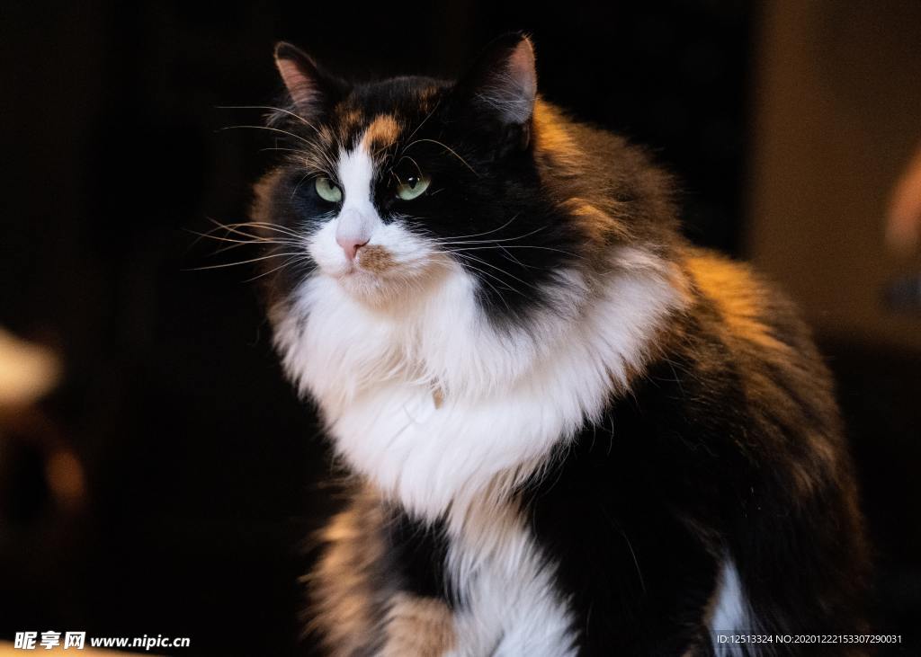 猫