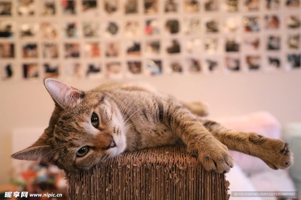 猫