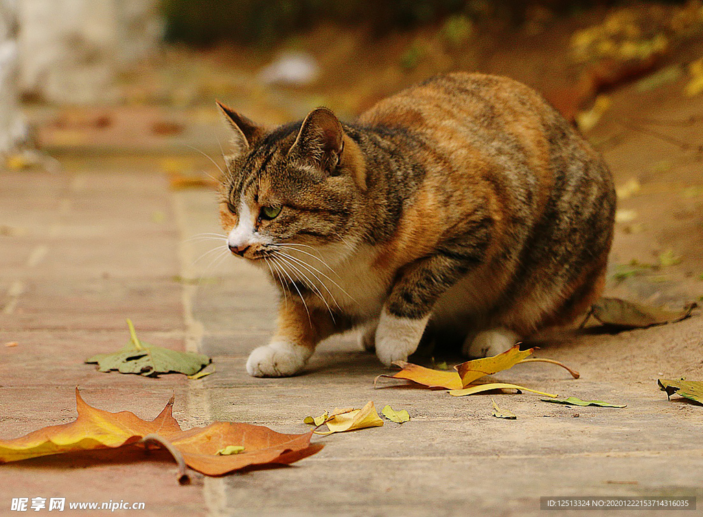 猫