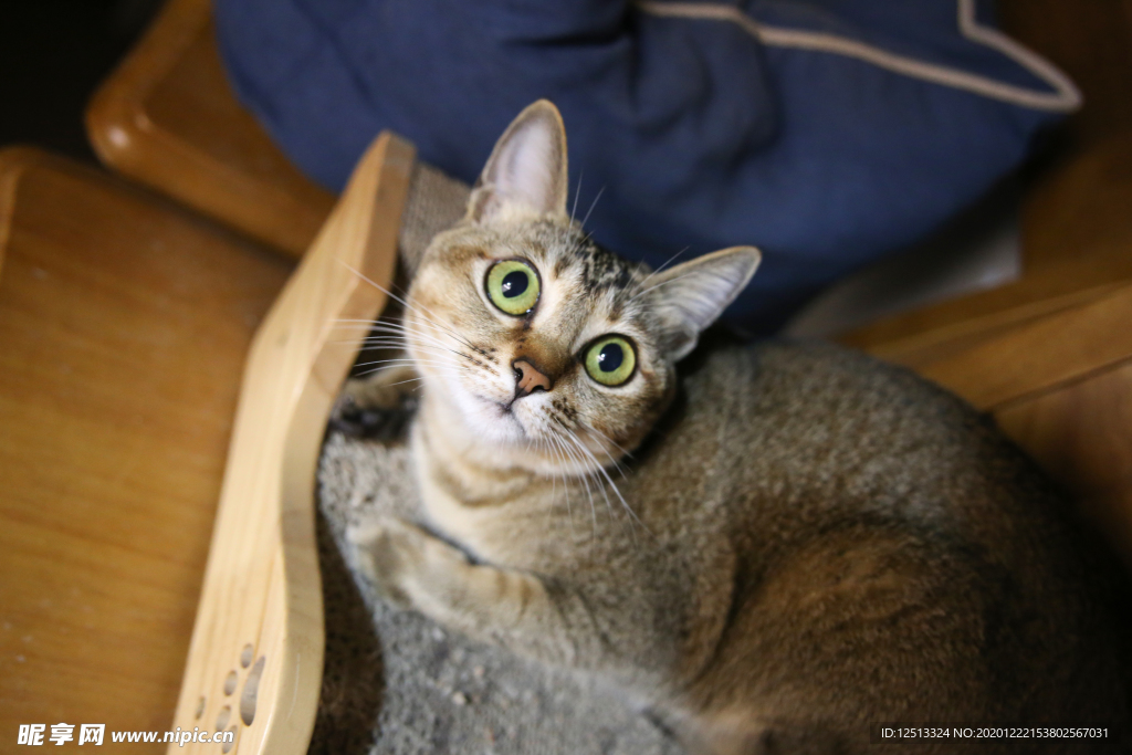 猫