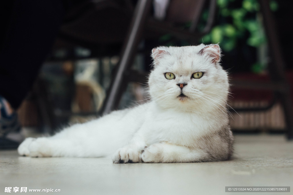 猫