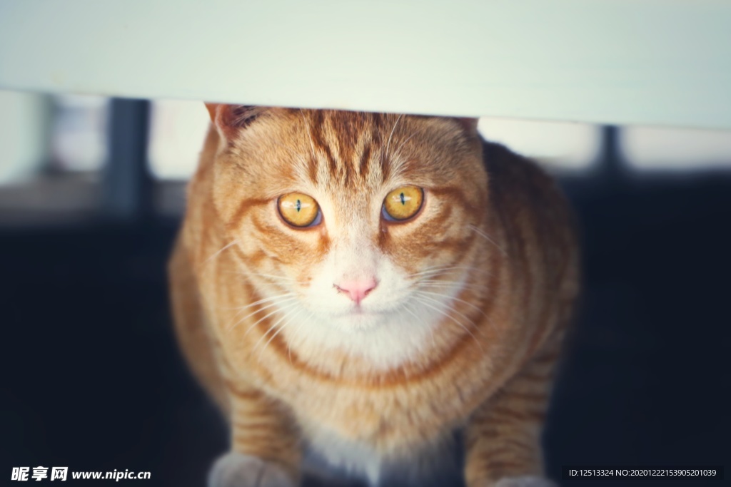 橘猫