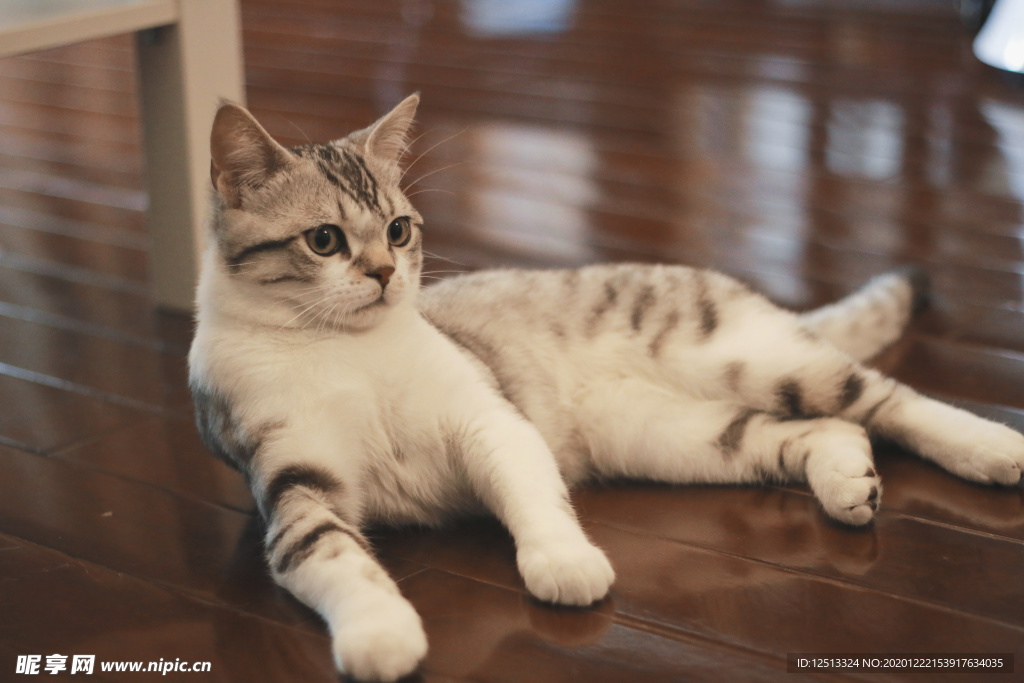 猫