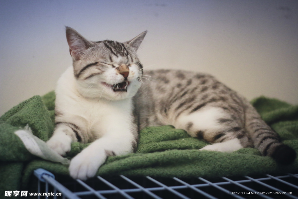 猫