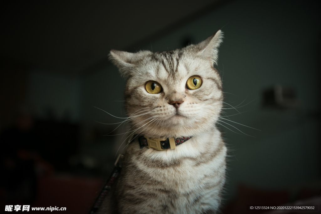 猫