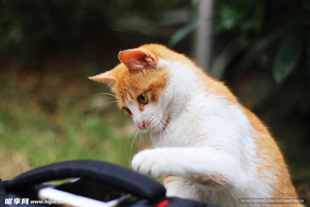 猫