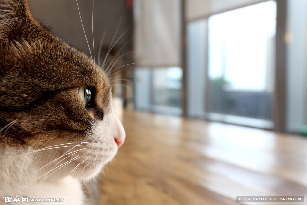猫