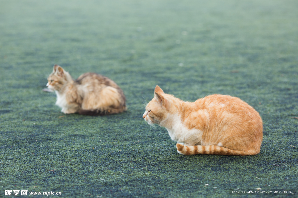 猫