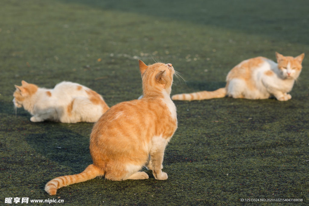 猫