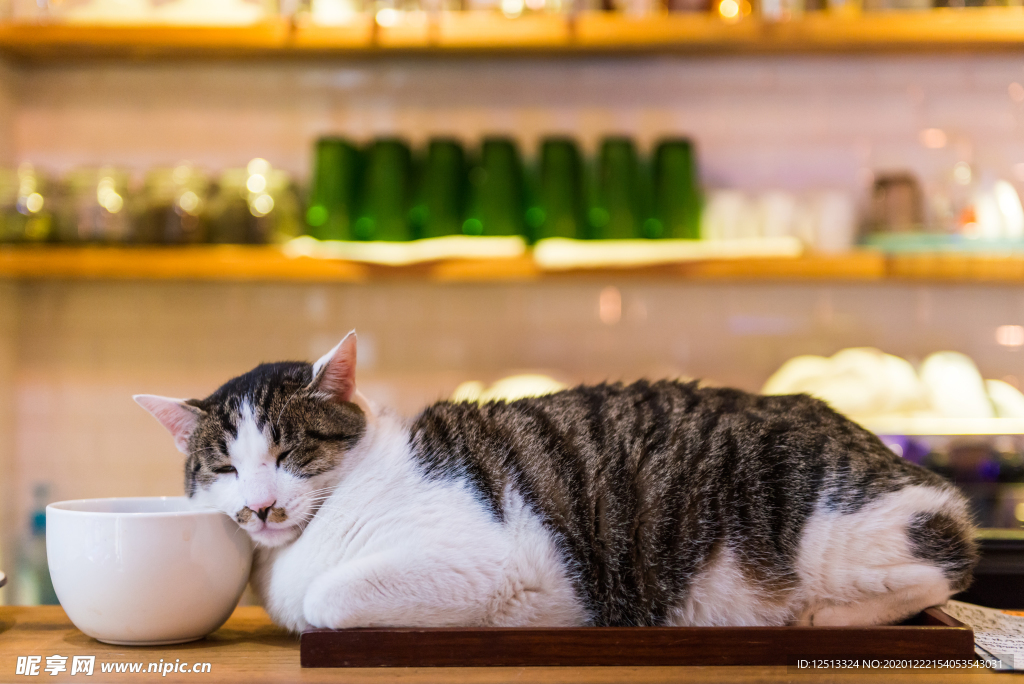 猫
