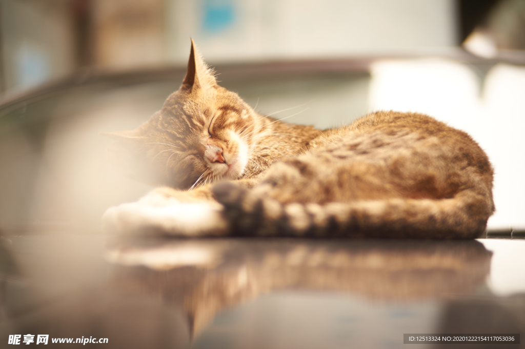 橘猫
