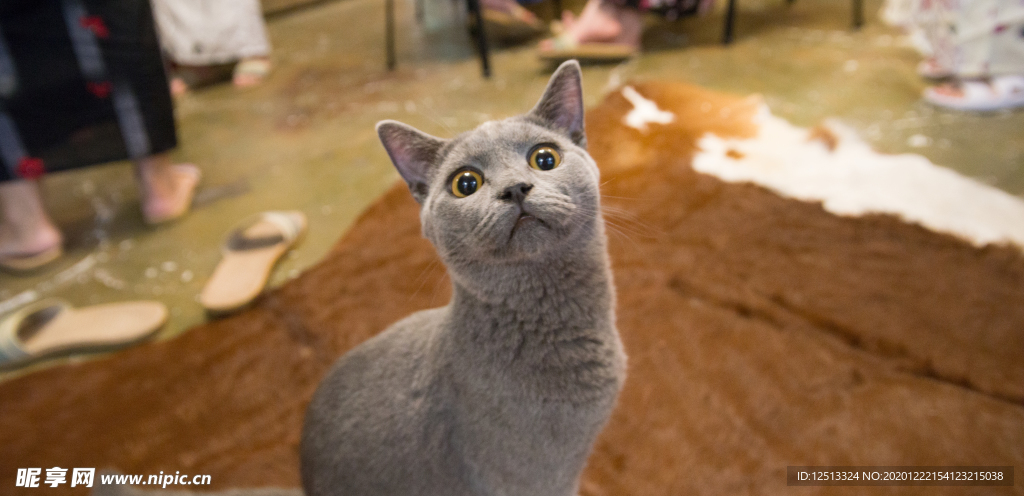 猫