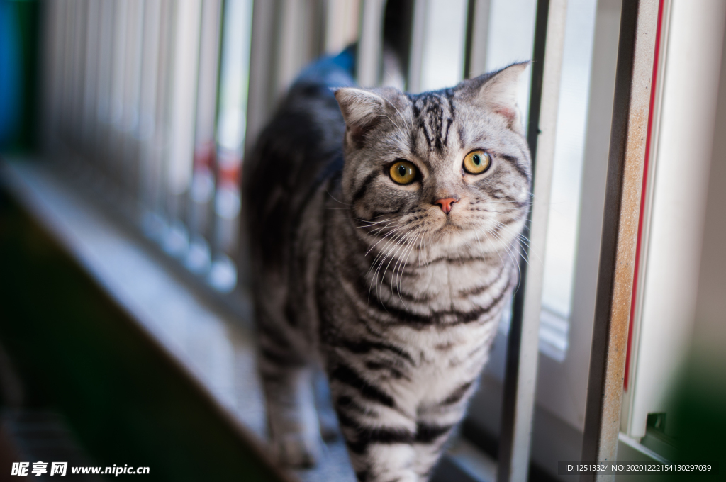 猫