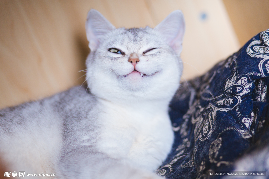 猫