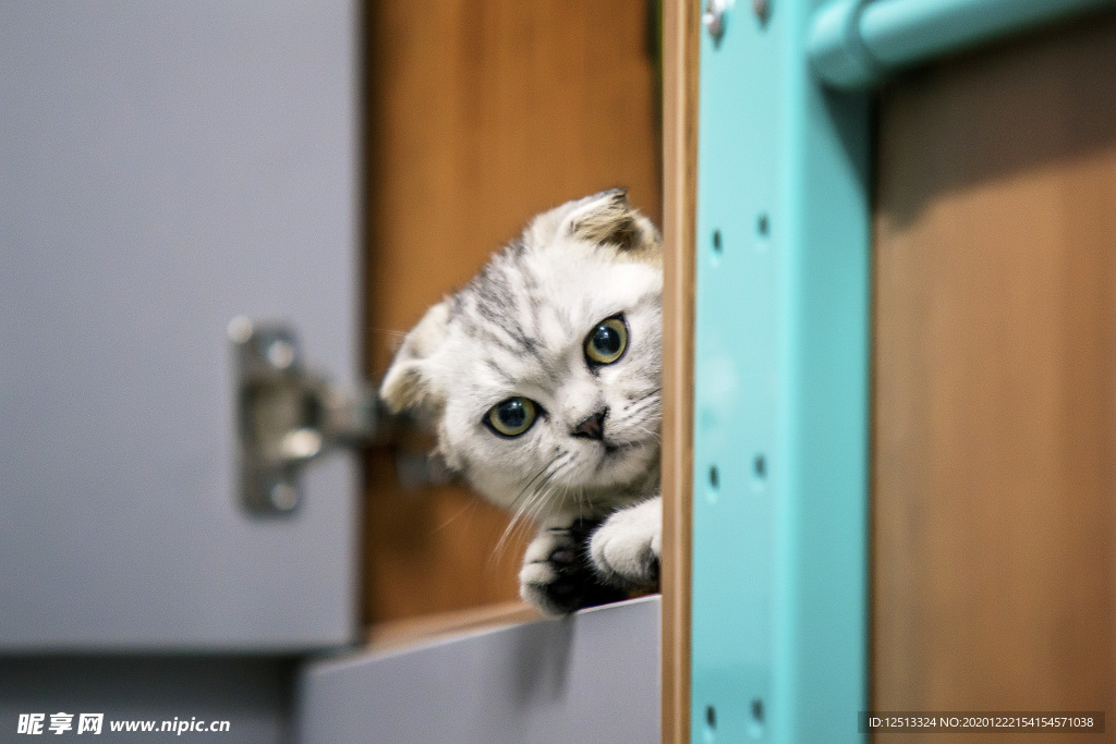 猫