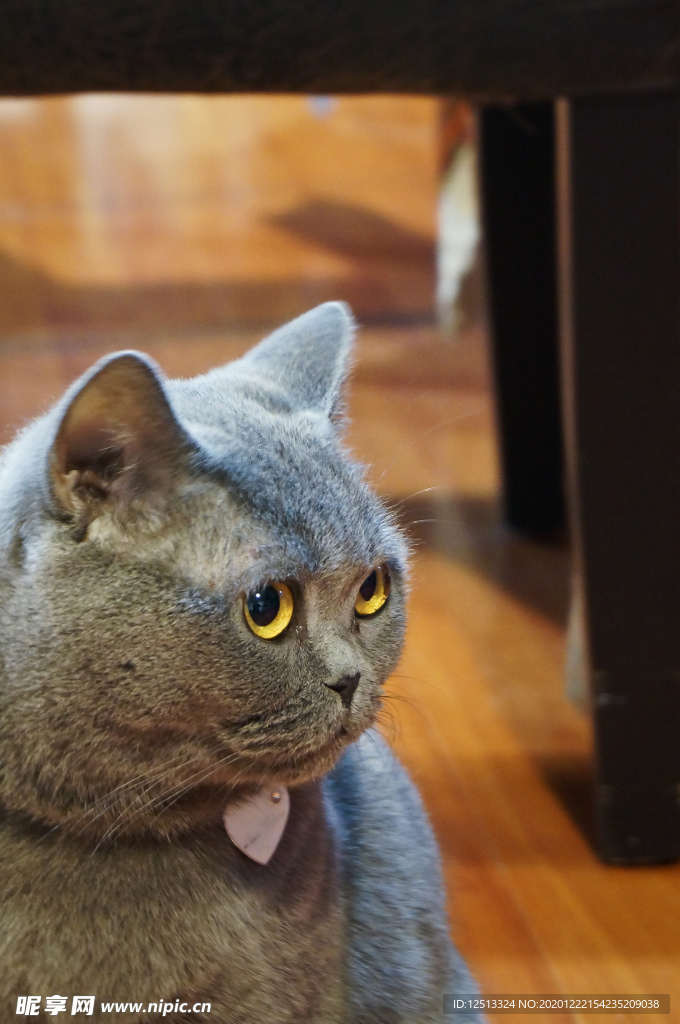蓝猫