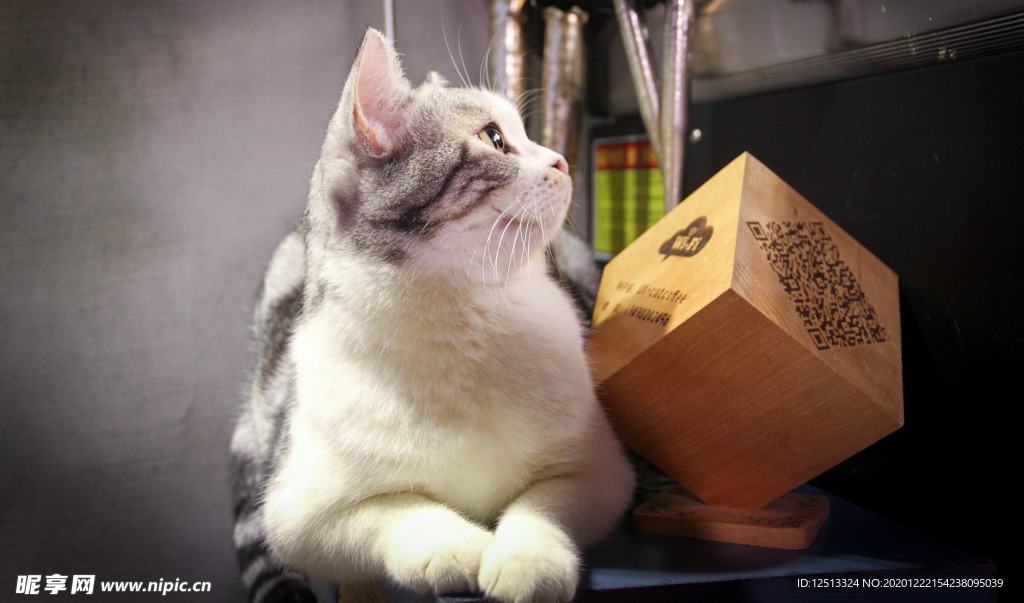 猫