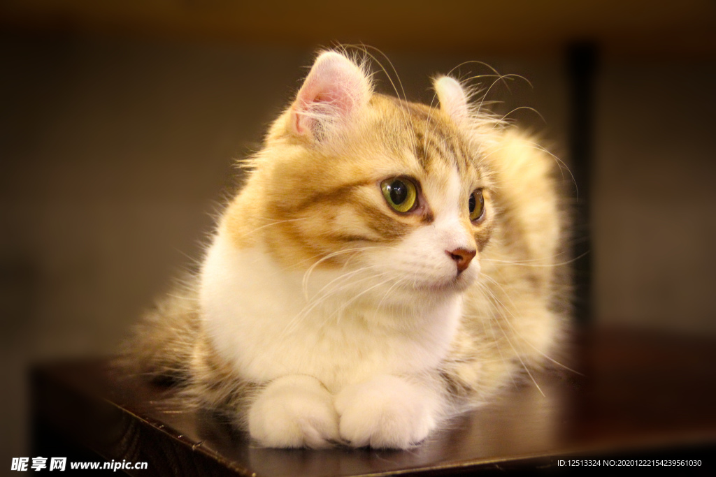 猫