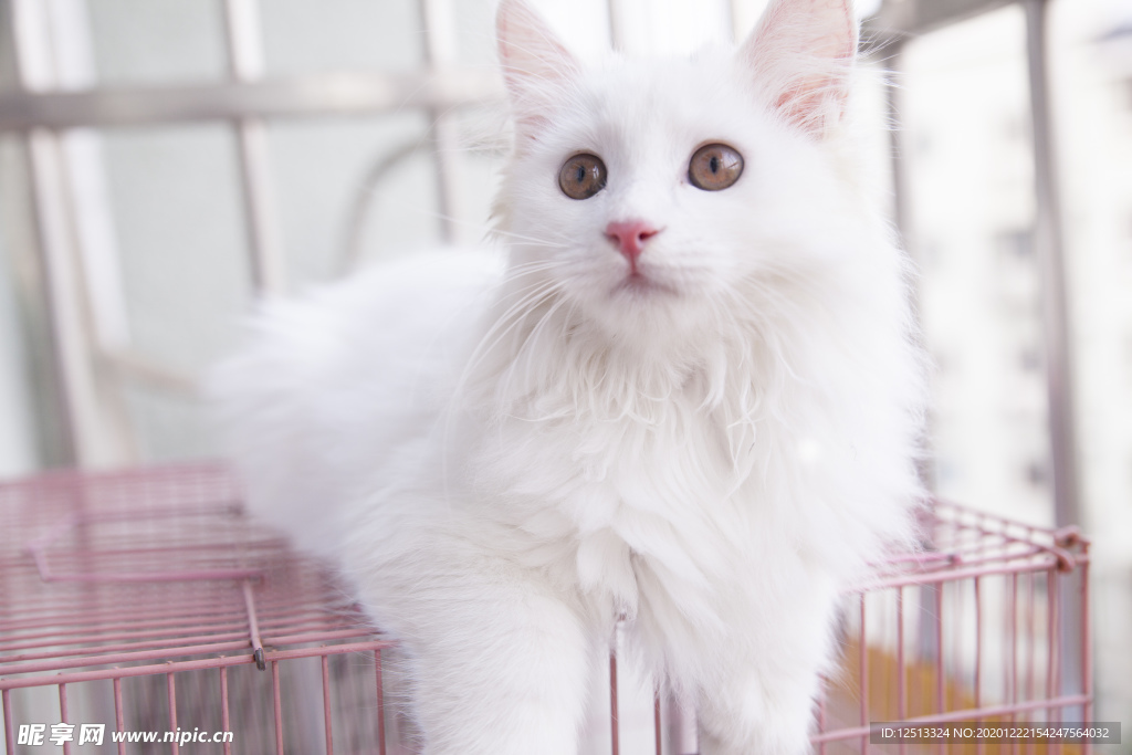 波斯猫