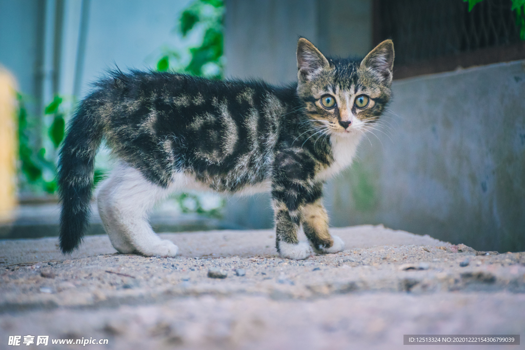 猫