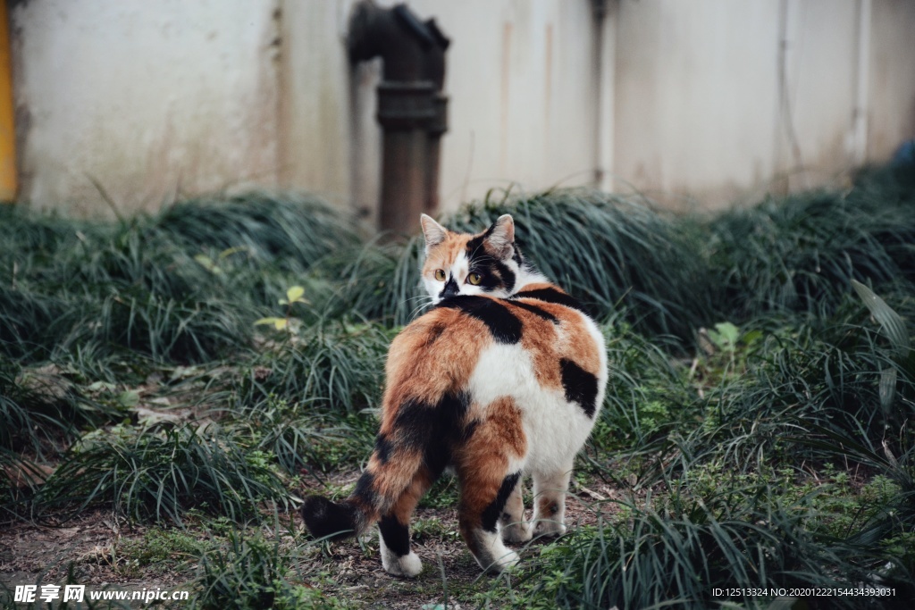 猫