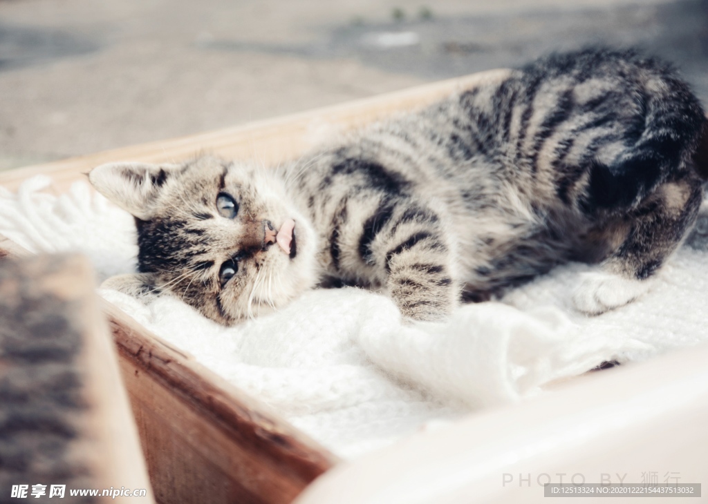 猫