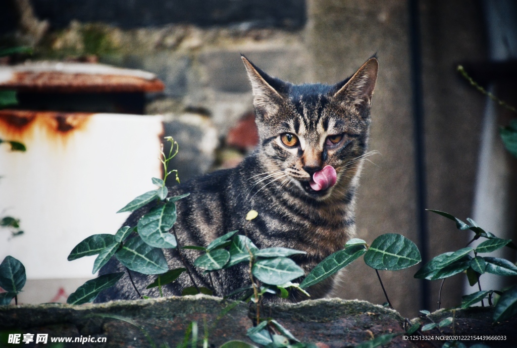 猫