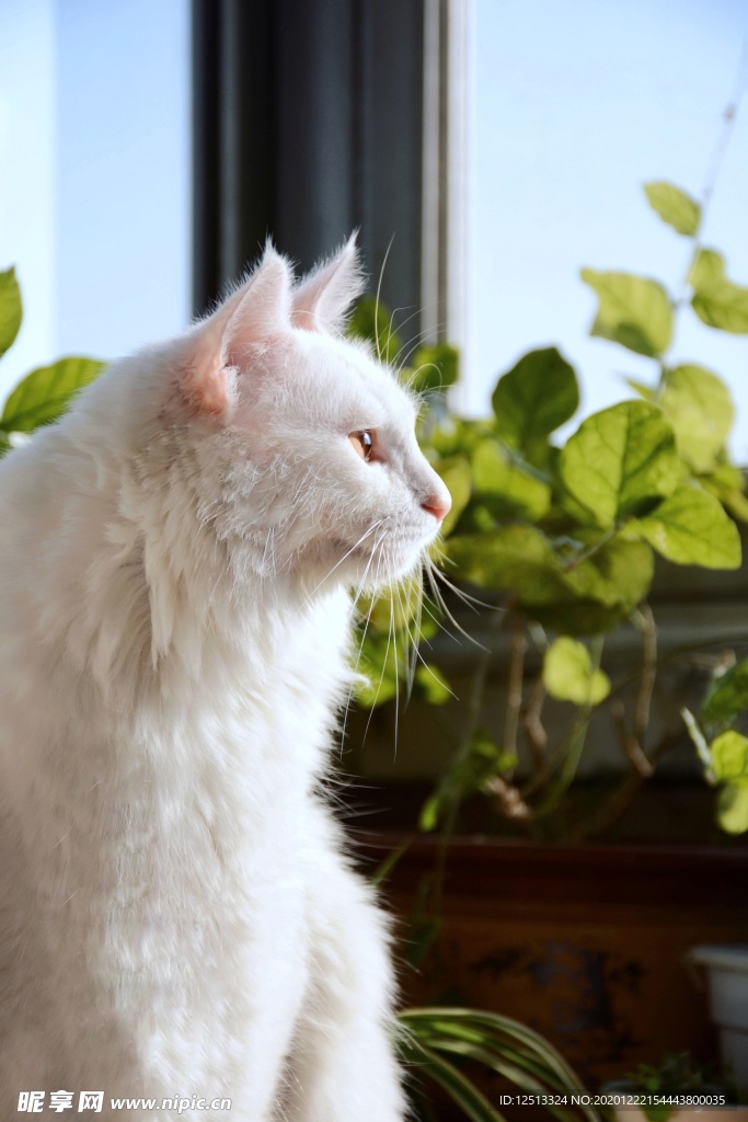 波斯猫