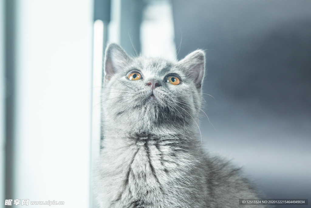 蓝猫