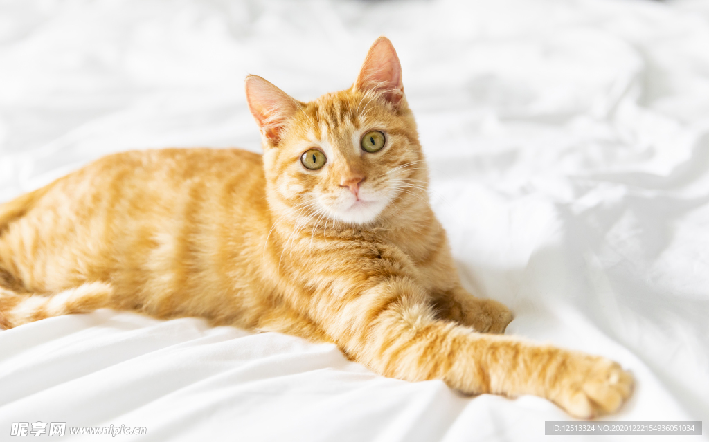 橘猫