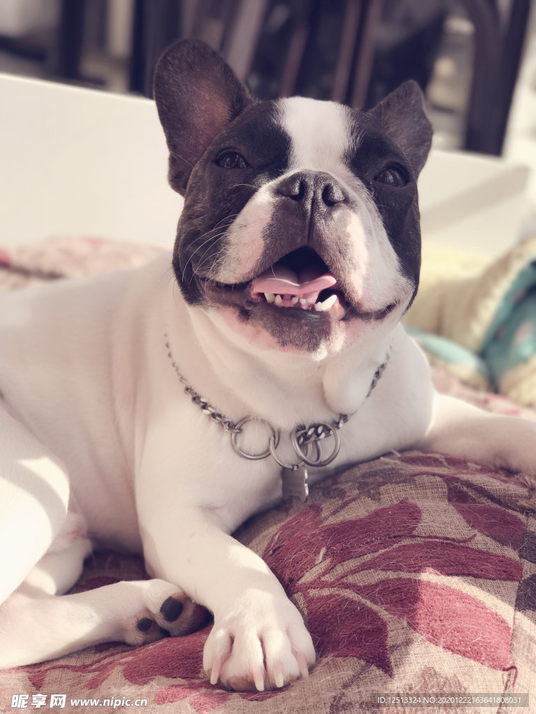 斗牛犬